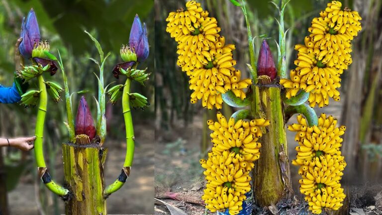 5 Tips for Grafting Small Banana Trees for Bigger, Fruitful Harvests
