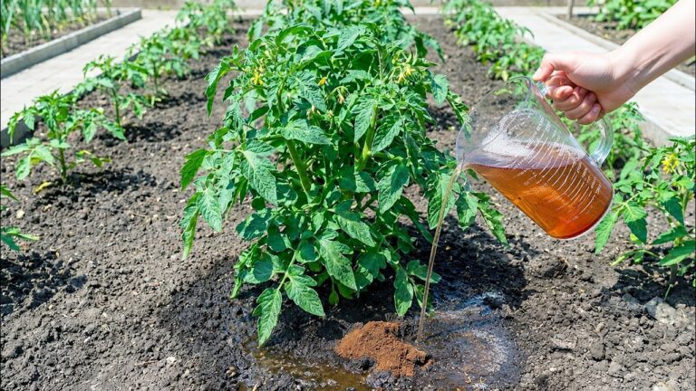 Boost Tomato & Cucumber Yields with 5 Natural Fertilizers Gardeners Swear By!