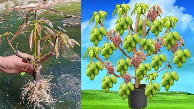 10 Incredible Tips for Grafting Mango onto Tomato Trees for Maximum Fruit