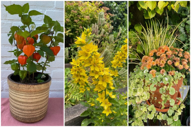 10 Perennials You Should Avoid Planting in Your Garden
