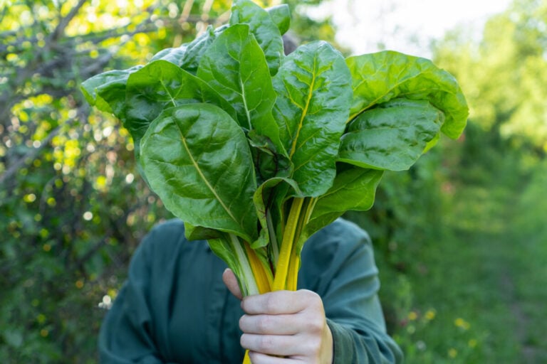 Late Summer Vegetable Planting Guide by Hardiness Zone