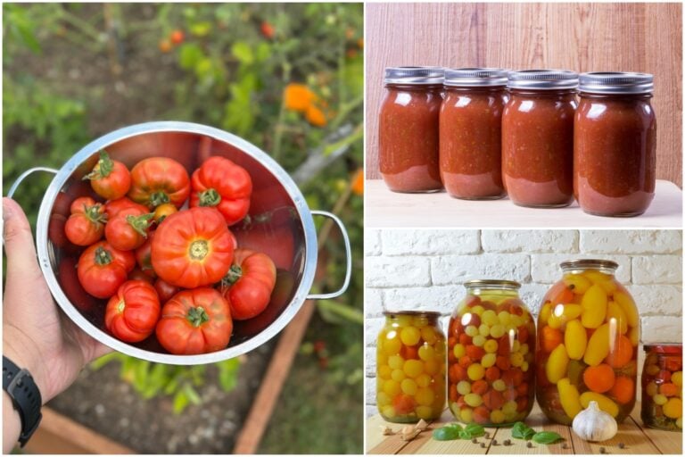 21 Simple Tips to Save Your Tomato Harvest Like a Pro
