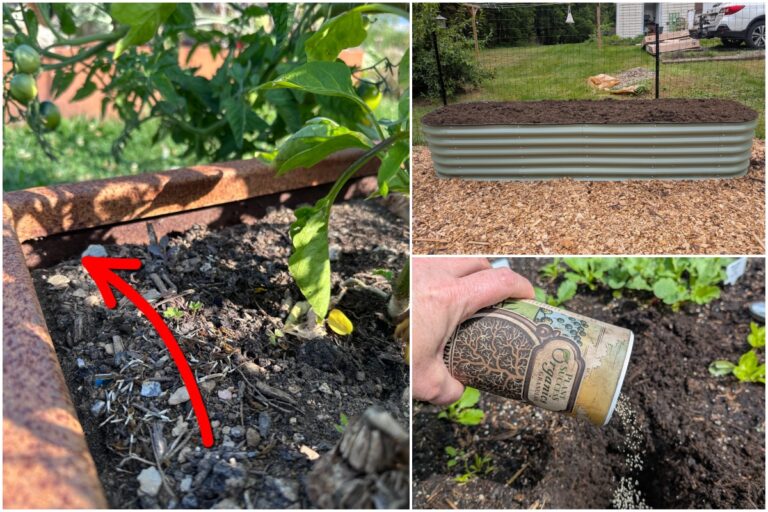 Red Flags in Raised Bed Soil: Time for a Fresh Start
