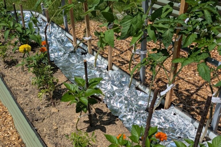Quick Tips to Ripen Tomatoes Fast This Summer