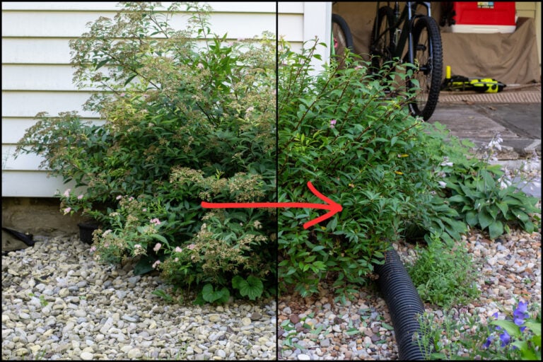 Trim Spirea This Midsummer for Blooms That Last Until Fall