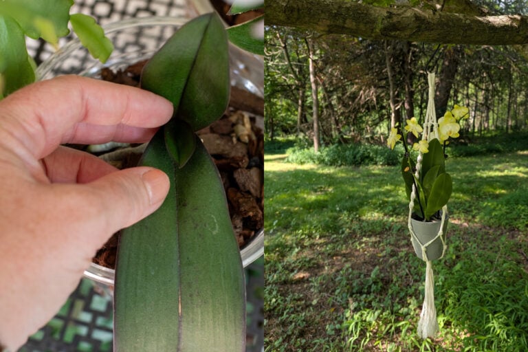 Get Your Orchid Blooming This Summer: Move It Outdoors for More Flowers